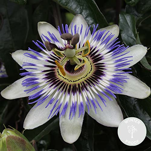 Bloomique - Passiflora Caerulea - Passionsblume - Blau, Weiß - Kletterpflanzen - Gartenpflanzen - Winterhart - Höhe 50-70 cm - Topf 15 cm