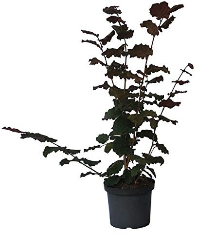 Rote Zellernuss, rotlaubige Haselnuss Strauch hoher Ertrag Busch 60-100 cm im 7-10 Liter Topf