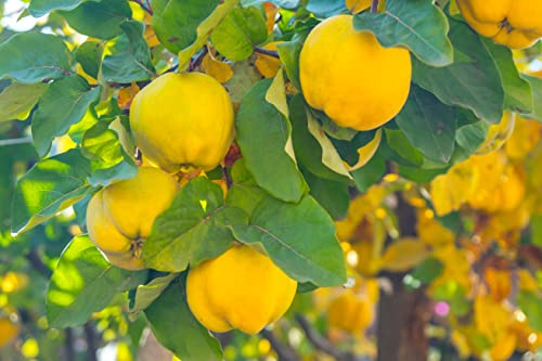 1 Quittenbaum Apfelquitte im Topf 100cm Terrassenobst Obstbaum Quitte Cydonia oblonga hoher Ertrag – traditionelle Sorte – winterhart