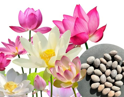 30 Stk. Premium Lotus Blumensamen | Mit E-Book Anleitung – Lotus Samen Mix 3 Farben, Bonsai Lotusblumen, Schalenlotus, Teich & Wasserpflanze | by WALWI