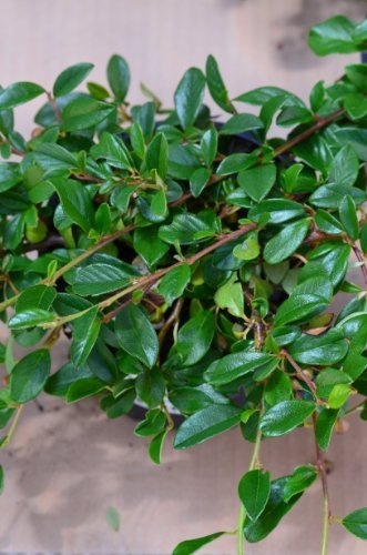 Teppichmispel Cotoneaster dammeri radicans 20-30 cm im 1,2 Liter Pflanzcontainer 1 VE = 10 Pflanzen