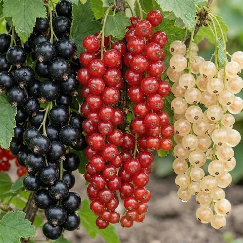 Johannisbeer-Kollektion Schwarz, Rot & Weiß - 3 Pflanzen - Winterhart & Mehrjährig - Echte Fruchtsträucher aus Holland - keine Samen, keine Zwiebeln, nicht künstlich