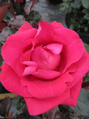 Kletterrose Red Flame® - Rosa Red Flame® - Duft+++ - NIRP-Rose