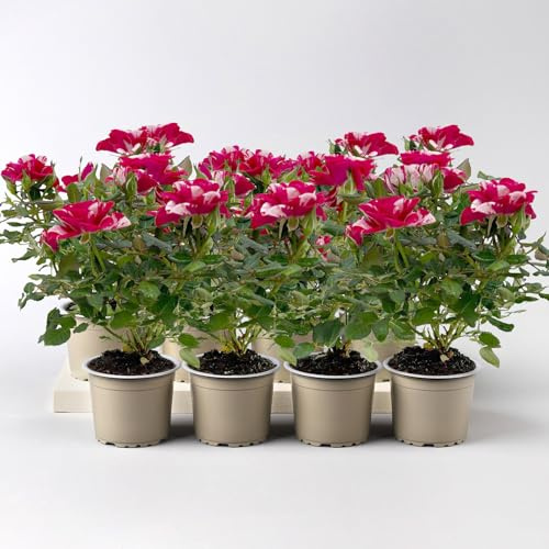 Rose 'Gigi', rot-weiß, Mini, Topf-Ø 7 cm, 8 Pflanzen