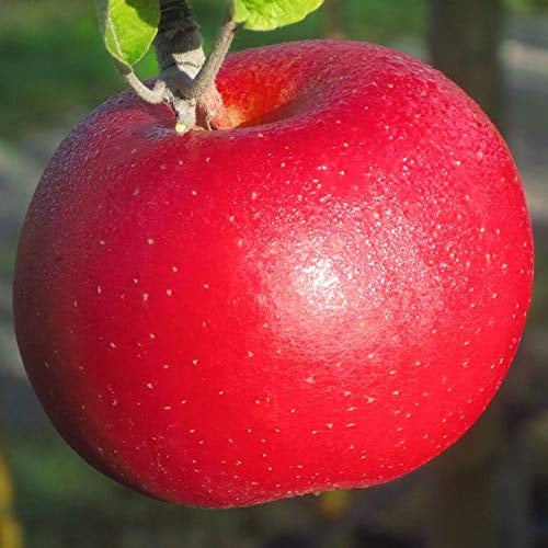 Apfelbaum Roter Berlepsch Winterapfel 110-140 cm 7,5 L Topf M9 schwachwachsend