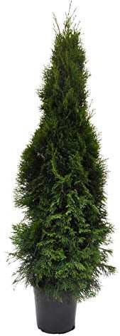 Thuja occidentalis 'Smaragd' 120 cm – Winterhart, Immergrün, Pflegeleicht – Lebensbaum – Heckenpflanze für Garten & Sichtschutz
