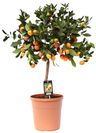 Trendyplants - Citrus Calamondin - Orangenbaum - Gartenpflanze - Höhe 70-90 cm - Topfgröße Ø22cm