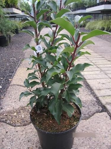 Portugiesischer Kirschlorbeer Brenelia ® - Prunus lusitanica Brenelia ®