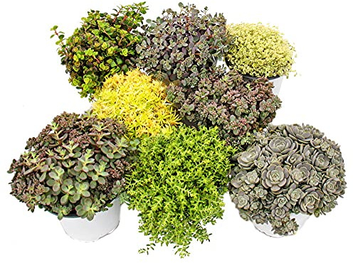 Exotenherz - 8 Winterharte Sedum-Pflanzen - Fetthenne - abwechslungsreiches Farbspiel