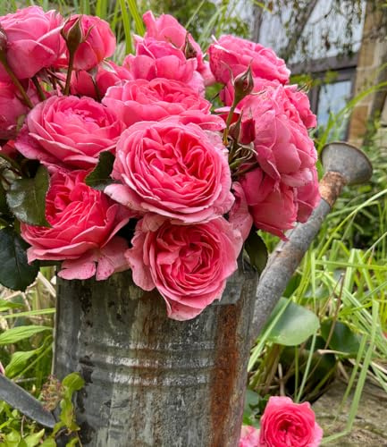 BALDUR Garten 1x Rose 'Comtesse Liger Belair®', Pflanze wurzelnackt, sehr große, stark gefüllte Blüten, betörender Duft, Blickfang im Beet und in der Vase, winterhart und pflegeleicht