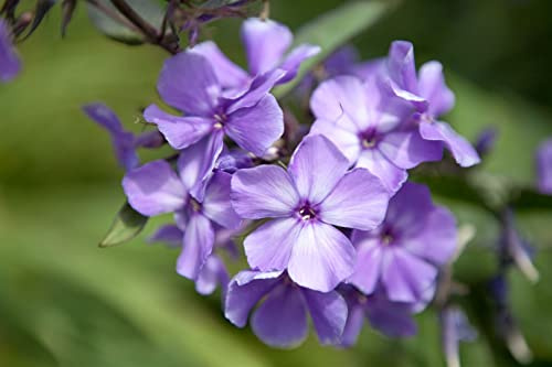 Phlox paniculata 'Blue Paradise' 11x11 cm Topf – Winterhart, Mehrjährig, Pflegeleicht – Flammenblume – Staude für Beet & Rabatte
