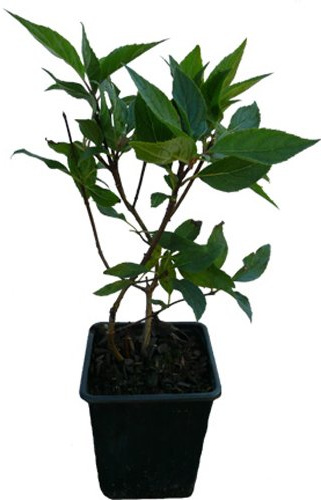 5 x Rispenhortensie Pflanzen SET verschiedene Hortensien Neuheiten