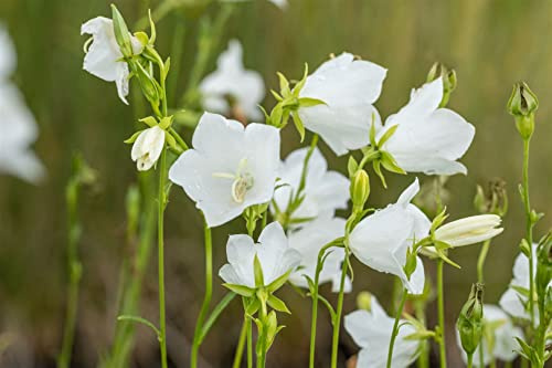 Glockenblume 'Grandiflora Alba' im Topf Campanula persicifolia winterhart | Campanula persicifolia, aufrecht, buschig, 40-60 cm, weiß, Juni-August, sonnig bis halbschattig, winterhart bis -34 °C