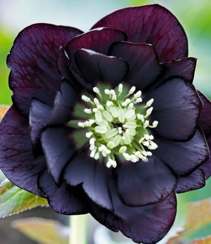 BALDUR Garten 1x Gefüllte Christrose Black Swan, Pflanze im 9x9 cm-Topf, Helleborus niger, winterharte Staude, mehrjährig, bienenfreundlich, für Standort im Schatten geeignet, blühend
