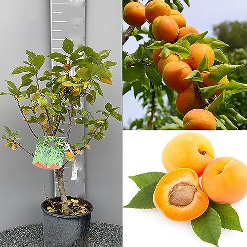 SAVINI VIVAI Zwerg-Aprikosenpflanze, Zwerg-Obstpflanzen, Aprikosenbaum im Topf, 22–24 cm, 2–3 Jahre, Höhe 100–110 cm, hergestellt in Italien