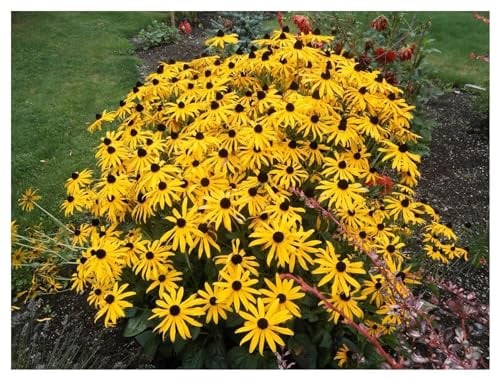 Stauden Gänge 1 x Rudbeckia fulgida 'Goldsturm' (Winterhart/Staude//Mehrjährig/Stauden) Sonnenhut - Dauerblüher mit leuchtender Präsenz - Sehr Bienenfreundlich - Sehr wertvolle Staude