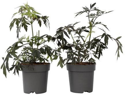 Plant in a Box - Sambucus nigra 'Schwarze Spitze' - 2er Set - Winterhart - Immergrüner Strauch - Topf 17cm - Höhe 25-40cm