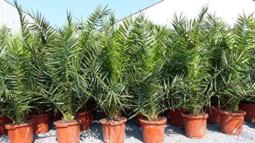 gruenwaren jakubik Palme XXL 160-180 cm Phoenix canariensis, kanarische Dattelpalme, winterhart