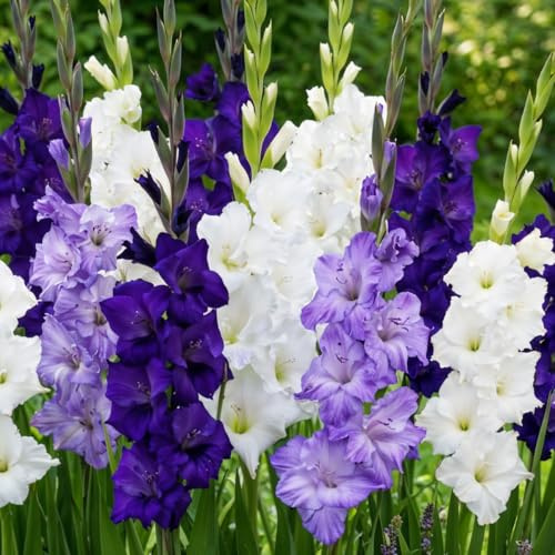 Gladiolen Zwiebeln - Lila & Blau & Weiß Kollektion - 20 Blumenzwiebeln - Für Garten und Töpfe - Echte Blumen und Pflanzen aus Holland (kein Samen, nicht künstlich)