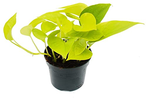 gelb-grüne Efeutute - Epipremnum Golden Pothos - Scindapsus - 12cm Topf - Zimmerpflanze
