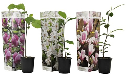 Plant in a Box - Magnolie pflanzen - 3er Mix - Susan, soulangeana, stellata - Magnolie Winterhart - Lila, Rosa, Weiß - Topf 9cm - Höhe 25-40cm