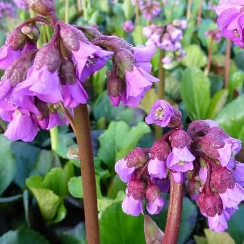 6x Altai-Bergenie - Bergenia cordifolia - Topf 9x9cm - Robuste Blattschmuckstaude