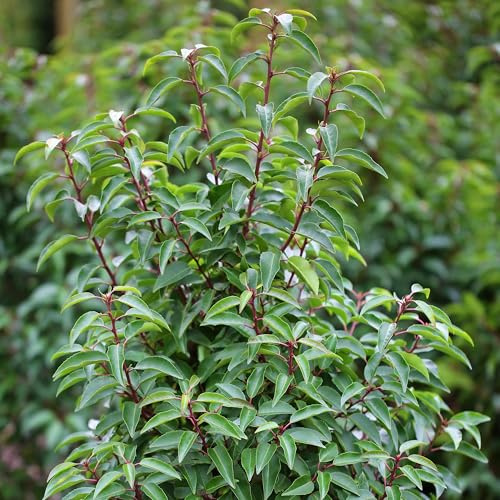 Garten-Schlüter® Portugiesischer Kirschlorbeer Angustifolia, 80-100 cm geliefert im 5 Liter Topf - Lorbeerkirsche Prunus Laurocerasus als Laubhecke - immergrün, pilzfrei, winterhart als Sichtschutz