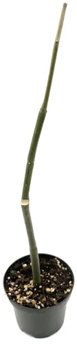 Fangblatt - Ceropegia dichotoma - einzigartige Leuchterblume im Ø 9 cm Topf - außergewöhnliche Zimmerpflanze - seltene Zimmerpflanze