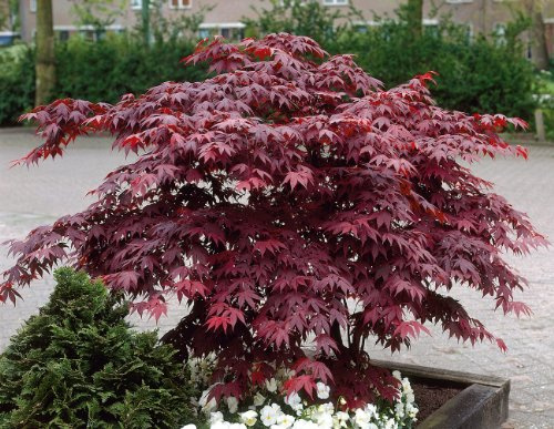 Acer palmatum 'Atropurpureum' im Topf – Winterhart, Mehrjährig, Pflegeleicht – Japanischer Fächerahorn – Ziergehölz für Garten & Kübel