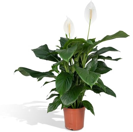 Einblatt (Spathiphyllum)