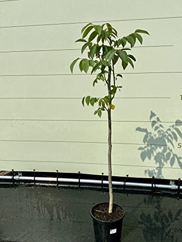 Tropictrees - JUGLANS REGIA - WALNUSSBAUM CA. 150 CM