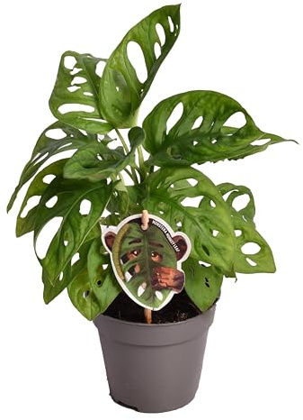 Monstera Monkey Leaf mit Moosstab - Fensterblatt-Lochpflanze Topf Ø 12 Höhe 45 cm luftreinigende Zimmerpflanze