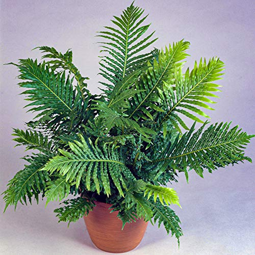 Kleiner Zarter Rippenfarn Blechnum Silver Lady | Zimmerfarn | Geschenk zu Kaufen