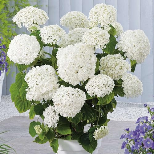 Ballhortensien in vielen Formen und Farben (60-80 cm, Annabelle)