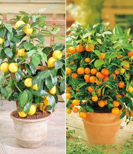 BALDUR Garten 2er Set Zitronen- & Orangenbaum, Pflanzen im 12 cm-Topf, leuchtende, essbare Früchte, duftende Blüten, immergrünes Laub, pflegeleicht, dekorative Kübelpflanze für Balkon & Terrasse