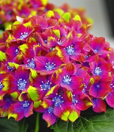 BALDUR Garten 1x Freiland-Hortensie 'SAXON® Schloss Wackerbarth', Pflanze im 12 cm-Topf, Hydrangea macrophylla, Gartenhortensie winterhart, pflegeleicht, für Standort im Schatten geeignet, blühend