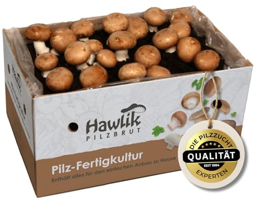 Hawlik Pilzbrut Champignons selber züchten – Steinchampignon Pilzzuchtset XXL – Pilze kinderleicht anbauen – Großes Komplettset - Pilze züchten Set ideal für Anfänger/als Geschenke für Gartenfreunde