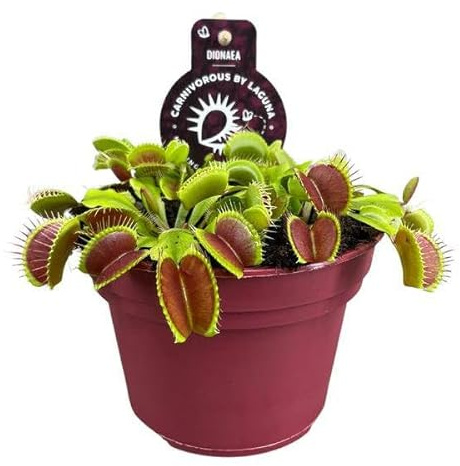 Venusfliegenfalle – Dionaea Muscipula – Fleischfressende Pflanze – Ø12cm – 12cm – Exotische Zimmerpflanze mit Fangblättern – Pflegeleicht & faszinierend
