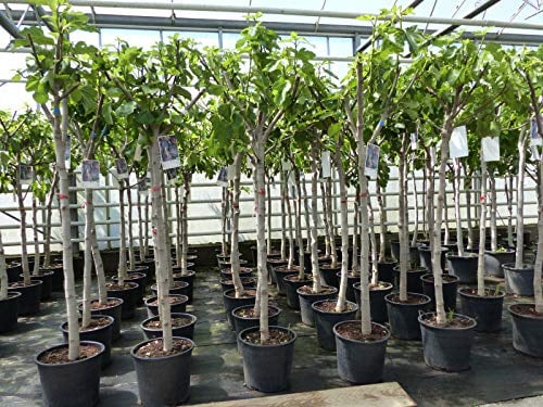 gruenwaren jakubik Feigenbaum 150-180 cm Obstbaum winterhart kräftiger Stamm, Ficus Carica, Feige, Obst