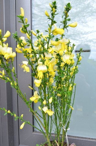 Ginster reingelb Cytisus scoparius Luna 40-60 cm hoch im 3 Liter Pflanzcontainer