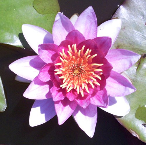 Teichpflanzen Seerosen : Nymphaea Seerose " Charles de Meurville " winterhart Pflanztiefe bis 150 cm