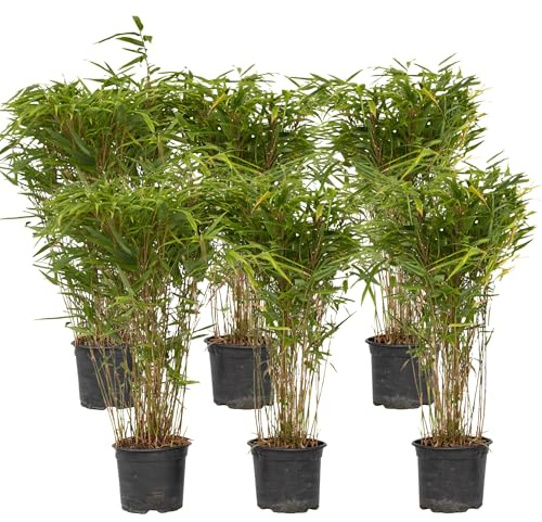 Plant in a Box - Fargesia nitida 'Gansu' - 6er-Set - dunkelvioletter Bambus - Nicht invasiv - Winterhart Immergrün - Topf 17cm - Höhe 50-70cm
