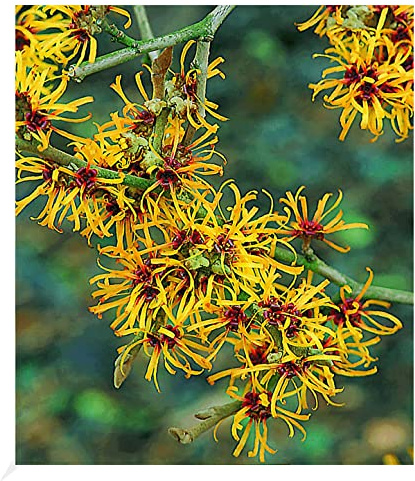 BALDUR Garten 1x Zaubernuss, Pflanze im 3 Liter-Topf, Hamamelis mollis Pallida, Winterblüher, winterhart, mehrjährig, pflegeleicht, blühend, duftend, Zierstrauch, leuchtende Herbstfärbung