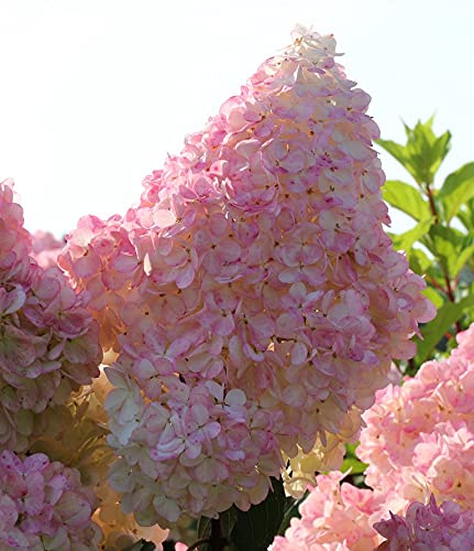 Rispen-Hortensie `Sundae Fraise´, kompakt wachsend, 40-60cm im 3L-Topf