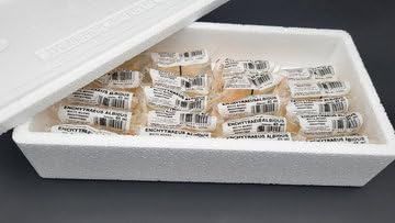 Zoo-Papp Enchyträen Enchytrean lebend Futter Enchytraeus albidus in 90 ml oder 45 ml Tüten | Immer frisch, im Sommer mit Icepacks + Styroporkiste geliefert Lebendfutter für Zierfische | (10x 45ml)