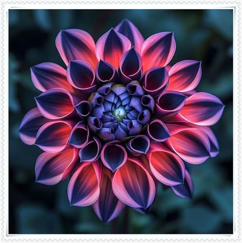 Winterhart pflanzen, Lebende Pflanzen,Mysteriöse magische Glühbirne, Mehrjährige Blumenzwiebel ist winterhart, Blumenzwiebel Mix-2 Dahlien knollen