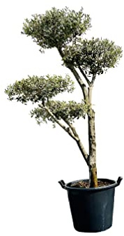 Tropictrees Olea Europea Olivenbaum Pon-Pon - A+ Qualität, Stammumfang 20-25 cm | Mediterraner Baum für Garten & Terrasse | Immergrün, frostresistent & pflegeleicht