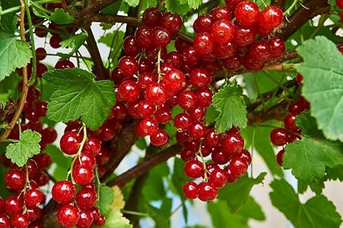 3er Set Ribes rubrum 'Jonkheer van Tets' - Rote Johannisbeere, 40-60 cm - Premium Obstpflanzen für Garten & Balkon