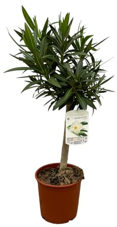 Trendyplants - Nerium Oleander auf Stiel mit weißer Blüte - Höhe 80-100 cm - Gartenpflanze - Topfgröße Ø22cm
