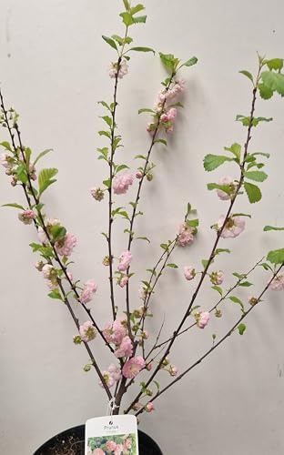 Mandelbäumchen Busch Prunus triloba 60 cm hoch im 3 Liter Pflanzcontainer | Winterhart, robust & bienenfreundlich – blütenreicher, kompakter Wuchs, ideal als Blickfang für Beet & Garten